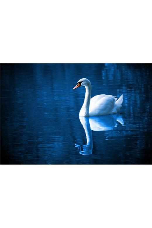 Ρόλερ Digital Print 868-CR