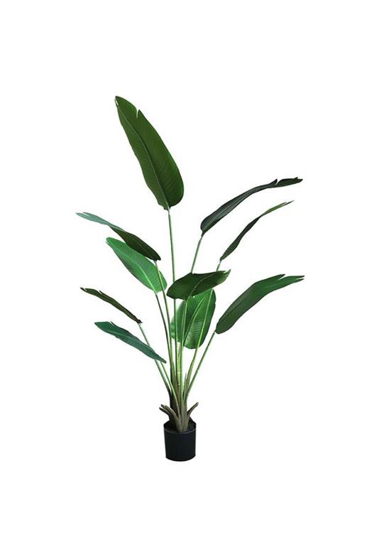BANANA TREE NP1411_160  ΥΨΟΣ 160cm NewPlan
