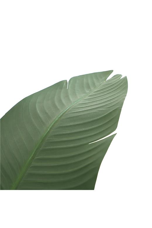 BANANA TREE NP1411_160  ΥΨΟΣ 160cm NewPlan