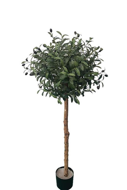 OLIVE TREE NP5807_150_22_UV ΥΨΟΣ 150cm NewPlan