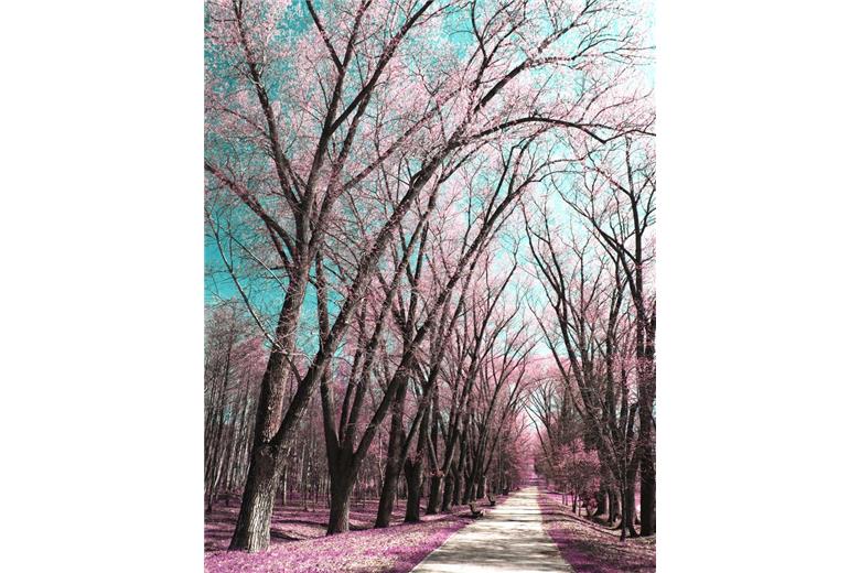 Ρόλερ Digital Print E215