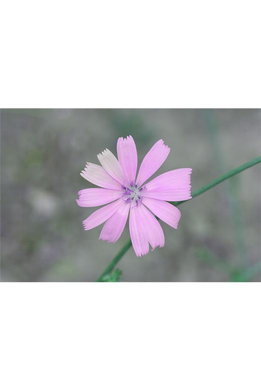 Ρόλερ Digital Print 172-CR